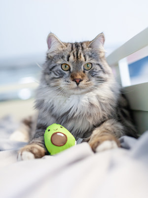Petstages    Dental     (,  2)