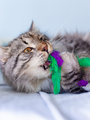 Petstages    Dental     (,  2)