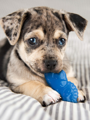 Petstages    Mini  ,  (,  3)