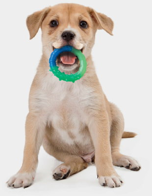 Petstages Игрушка для собак ОРКА кольцо - растем вместе мультиповерхность (фото, вид 2)