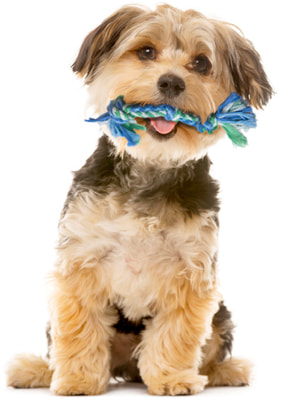 Petstages    Mini    (,  2)