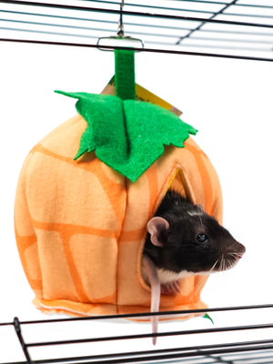 Bambini Pets         (,  1)