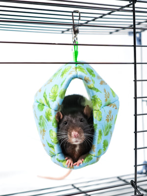 Bambini Pets           (,  3)