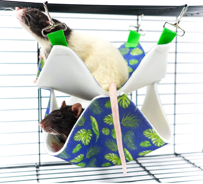 Bambini Pets          (,  3)