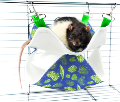 Bambini Pets          (,  4)