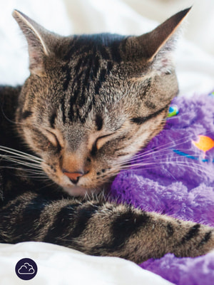 Petstages ������� Catstages ��� ����� �������� ������� � �������� ����� (����, ��� 1)