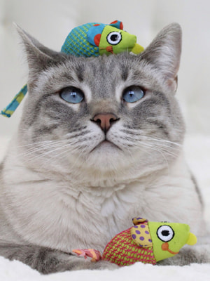 Petstages        (,  3)