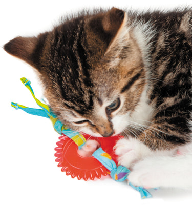 Petstages    Dental   (,  2)