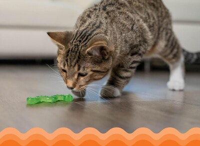 Petstages    Energize - (,  1)