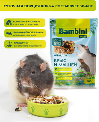 Bambini Pets      (,  3)