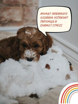 MY DOG    -   (,  1)