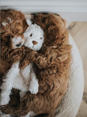 MY DOG    -   (,  2)