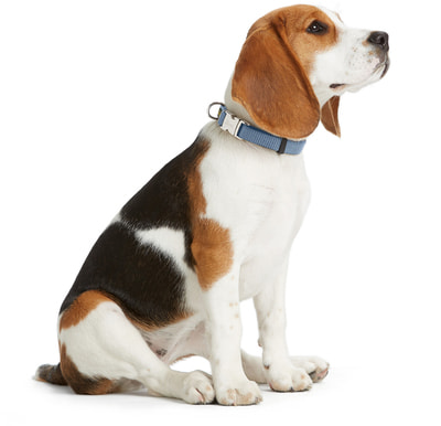 Hunter Ошейник для собак ALU-Strong Vario Basic, нейлон с металлической застежкой, голубой (вид 2) Hunter Ошейник для собак ALU-Strong Vario Basic, нейлон с металлической застежкой, голубой (фото, вид 2)