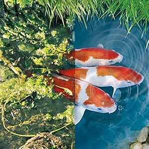 Tetra Pond AlgoRem - средство от цветения воды в пруду из-за водорослей (вид 2) Tetra Pond AlgoRem - средство от цветения воды в пруду из-за водорослей (фото, вид 2)