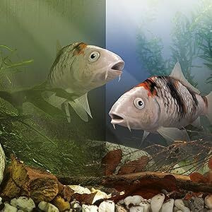 Tetra Pond AlgoRem - средство от цветения воды в пруду из-за водорослей (вид 3) Tetra Pond AlgoRem - средство от цветения воды в пруду из-за водорослей (фото, вид 3)