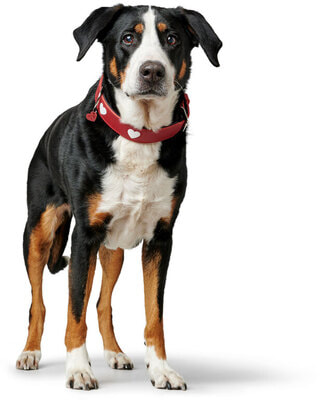 Hunter ������� ��� ����� Love ����������� ���� �������/����� (����, ��� 1)