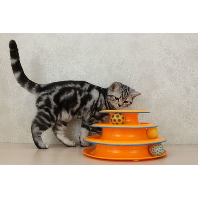 Petstages    3  (,  3)