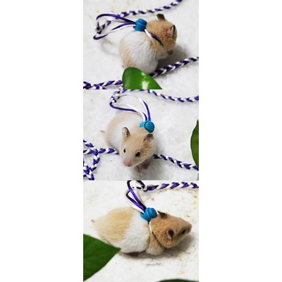 Smartpet -   , , ,  (,  2)