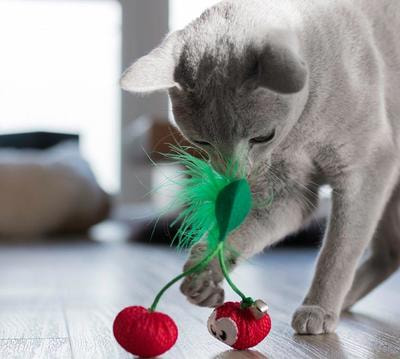 Petstages    Dental     (,  1)