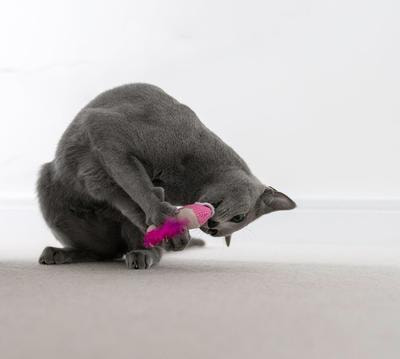 Petstages    Dental  2 .    (,  2)