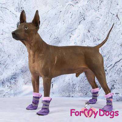 ForMyDogs      ,   (,  1)