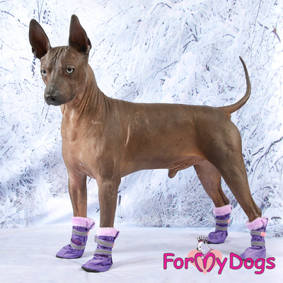 ForMyDogs      ,   (,  4)