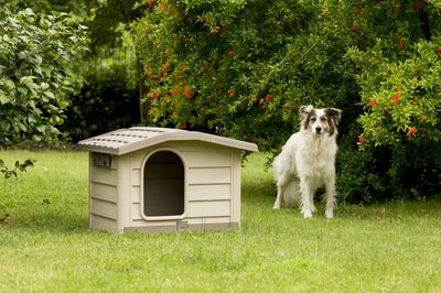 BAMA PET    Bungalow ,  (,  4)