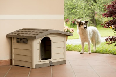 BAMA PET    Bungalow ,  (,  5)