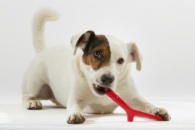 BAMA PET     Tutto Mio ,    (,  1)