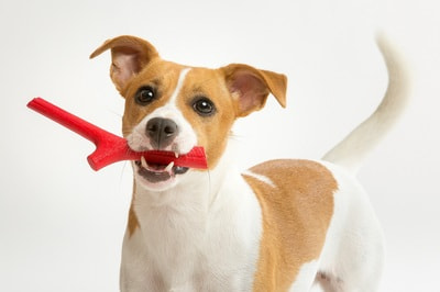 BAMA PET     Tutto Mio ,    (,  2)