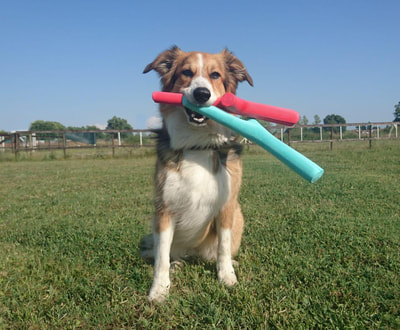 BAMA PET     Tutto Mio ,    (,  9)