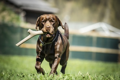 BAMA PET     Tutto Mio ,    (,  10)