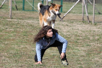 BAMA PET     Tutto Mio ,    (,  17)