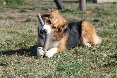 BAMA PET     Tutto Mio ,    (,  19)