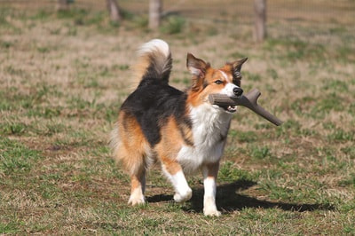 BAMA PET     Tutto Mio ,    (,  20)