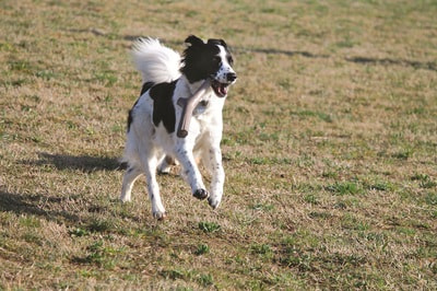BAMA PET     Tutto Mio ,    (,  21)