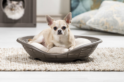 BAMA PET    Pasha 484611h  (,  1)