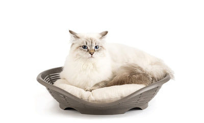 BAMA PET    Pasha 484611h  (,  2)