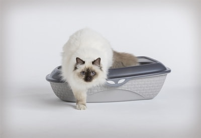 BAMA PET -   Sabbia,  (,  2)