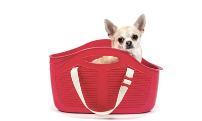 BAMA PET -   -   Mia 40x15x24h (,  3)