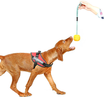 JULIUS-K9      , ,  (,  1)