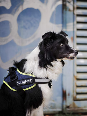 JULIUS-K9 Шлейка для собак IDC®-Powerharness, джинса-зеленый неон (фото, вид 1)