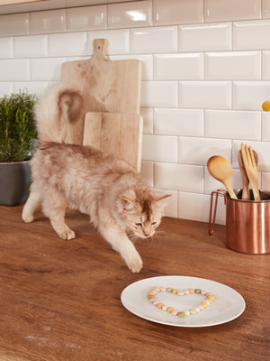 GimCat          (,  1)