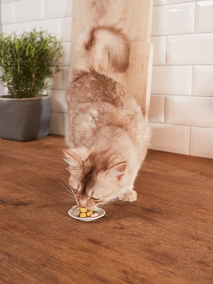 GimCat  Malt-Kiss   (,  2)