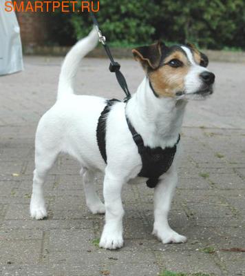 Halti COA Non-Pull Harness - ,    (,  1)