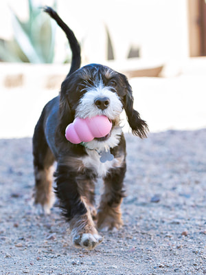 Kong Puppy     (,  5)