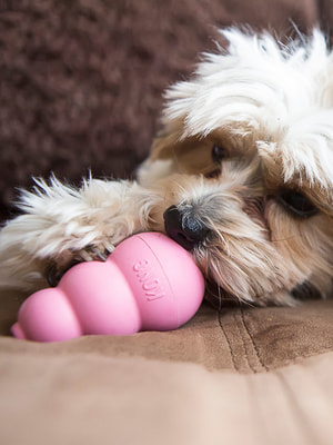 Kong Puppy     (,  6)