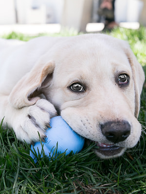 Kong Puppy     (,  7)
