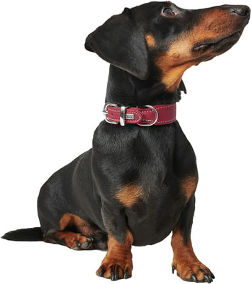 Hunter Ошейник для собак Cannes Mini натуральная кожа бордовый (фото, вид 1)