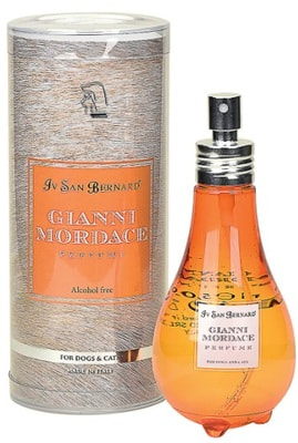 Iv San Bernard Traditional Line  Gianni Mordace